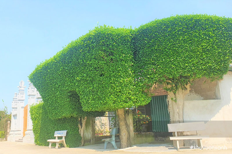 Cổng và hàng rào cây Duối