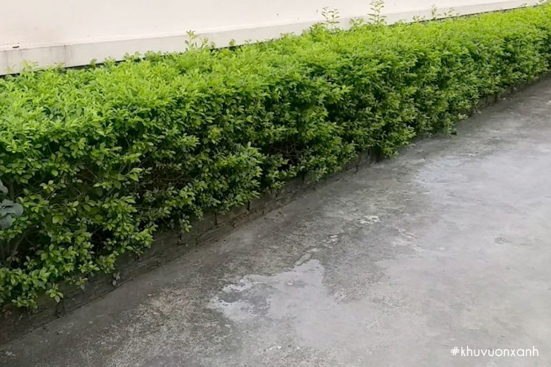 Hàng rào xanh cây Nguyệt quế