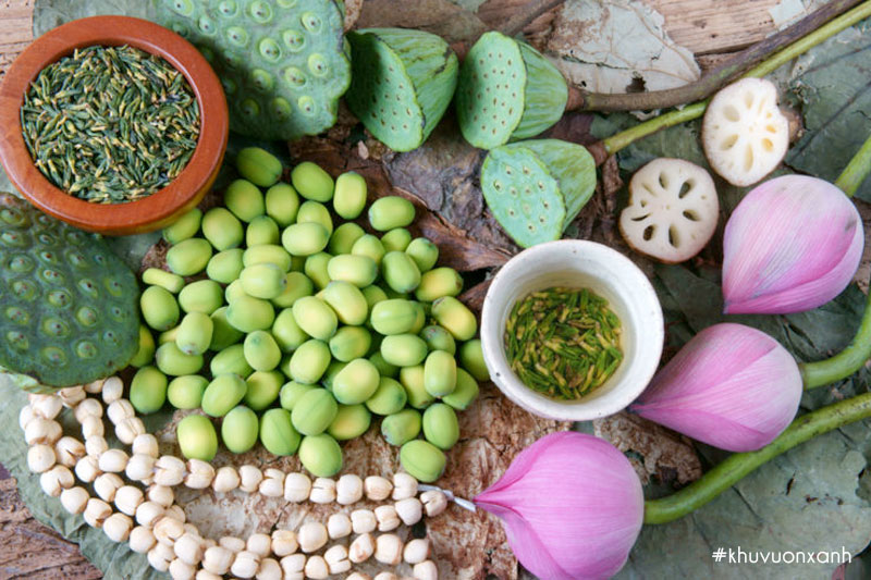 Hạt, củ, tâm và hoa cây Sen hồng dùng trong ẩm thực