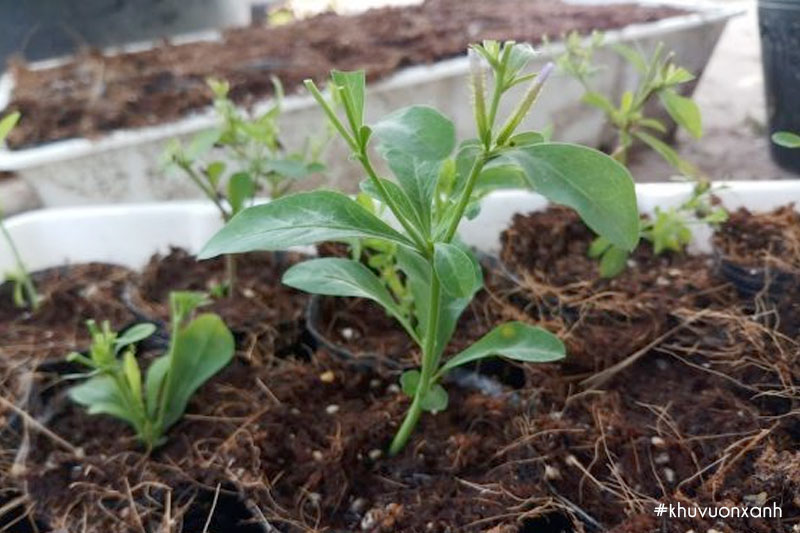 Nhân giống Đuôi công xanh bằng cách giâm cành