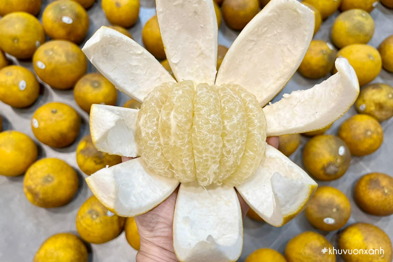 Quả bưởi Diễn héo, càng để lâu càng ngon