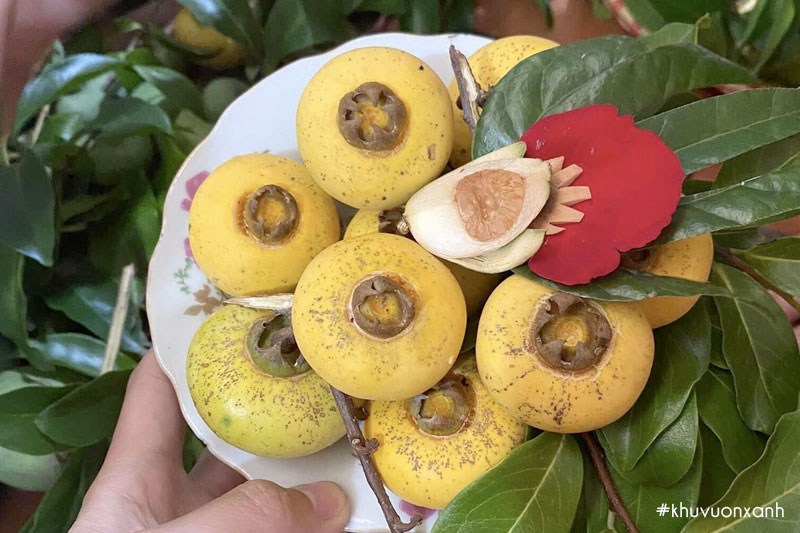 Quả thị khi chín có mùi rất thơm và thường được dùng để thắp hương