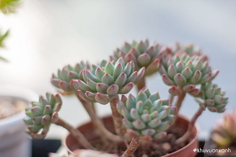 Để có được một chậu Sen đá hạnh phúc gốc cổ thụ cần tới 3 năm