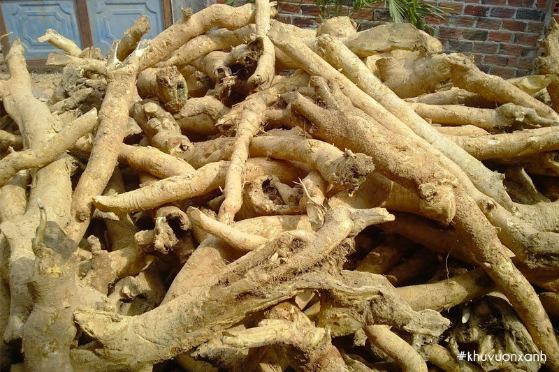 Thân và rễ cây Mật gấu phơi khô