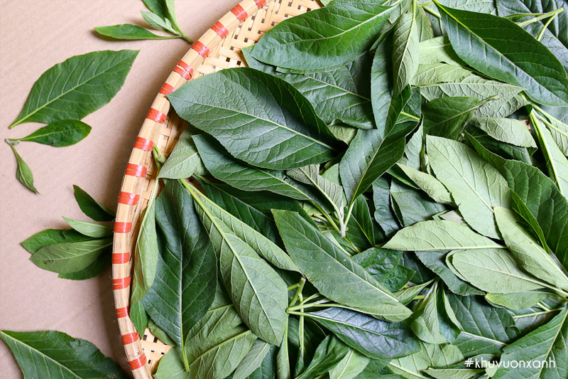 Thu hoạch và sử dụng lá cây Mật gấu (lá đắng)