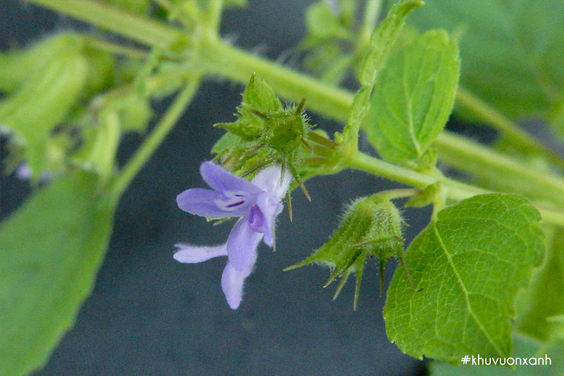 Tía tô dại hay còn gọi là Tía tô giới