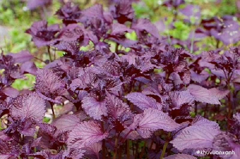 Tía tô tím Nhật bản