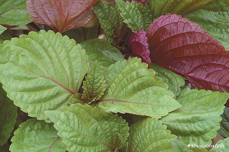 Tía tô thường hay còn gọi là Tía tô ta