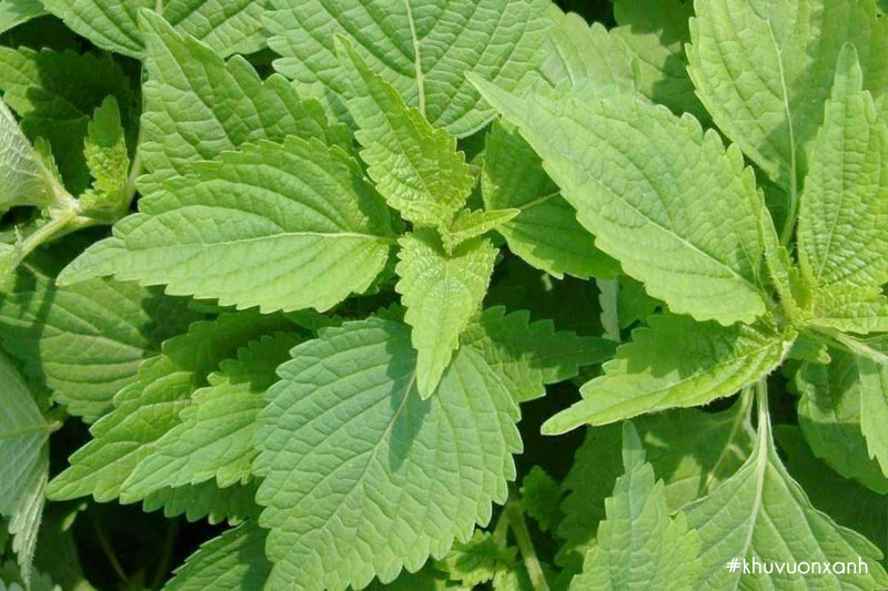 Tía tô xanh hay còn gọi là Tía tô Nhật Bản