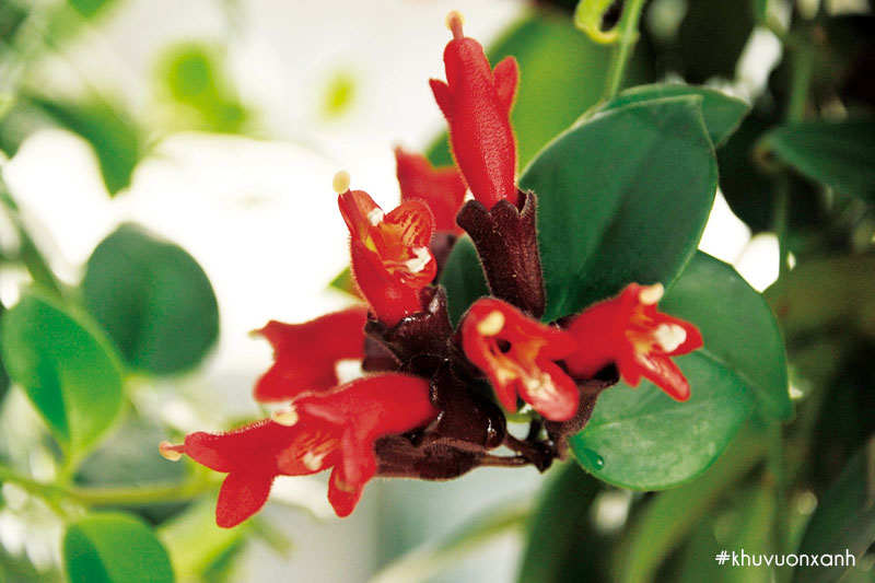 Vẻ đẹp rực rỡ của hoa Son môi