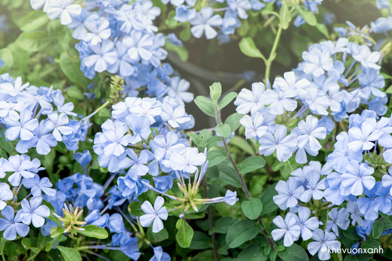 Vẻ đẹp của hoa Thanh xà (hoa Đuôi công xanh)
