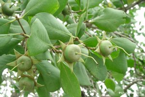 Cây Bần - Loài cây đặc trưng vùng sông nước miền Tây Nam Bộ