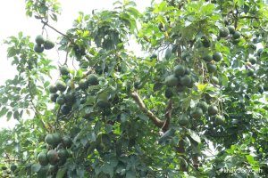 Cây Bơ booth quả tròn cho Chất lượng trái ngon và Năng suất cao