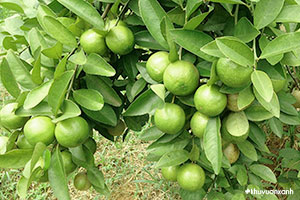 Cây Chanh - Đặc điểm, Phân loại giống và Cách trồng cây sai trĩu quả