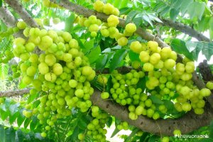 Cây chùm ruột: Đặc điểm, phân loại và những công dụng tuyệt vời cho sức khỏe