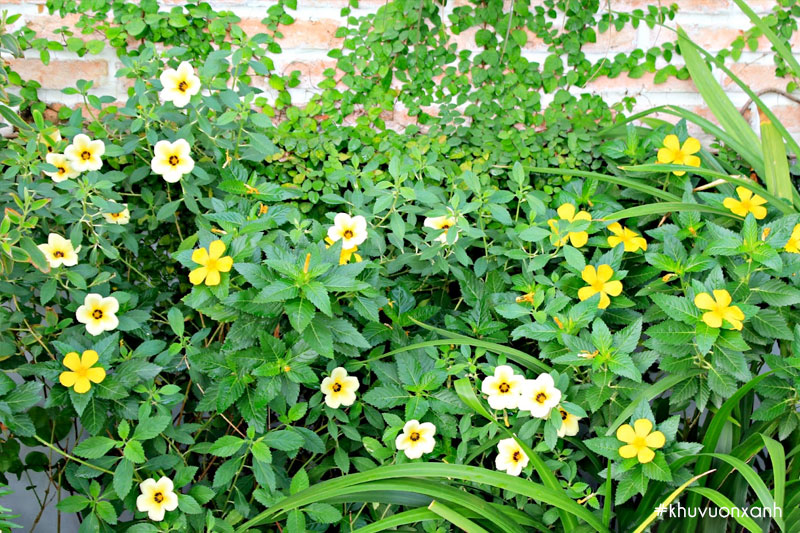 Cây Đông hầu có tên khoa học là Turnera ulmifolia