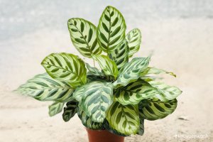 Cây đuôi Công - Sự pha trộn tuyệt vời giữa cây cảnh và nghệ thuật