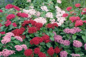 Hoa Diễm Châu - Điểm nhấn từ những chùm hoa rực rỡ sắc màu