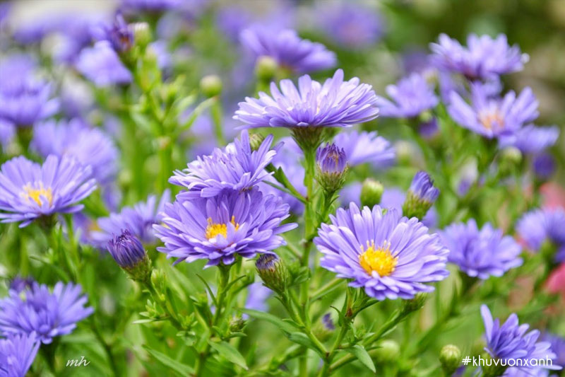 Cây hoa thạch thảo hay Cúc cánh mối có tên khoa học là Aster amellus