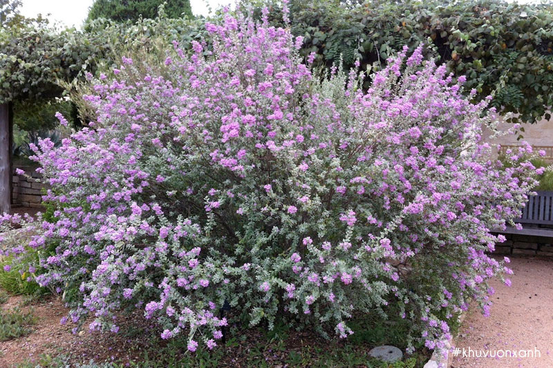 Cây hoa Tuyết sơn có tên khoa học là Leucophyllum frutescens