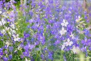 Hoa Violet - Sắc tím ngọt ngào của tình yêu và sự thủy chung