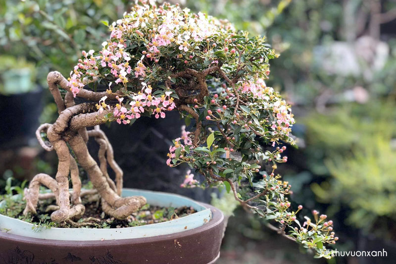 Cây hồng ngọc mai Bonsai dáng cổ thụ được rất nhiều người ưa thích