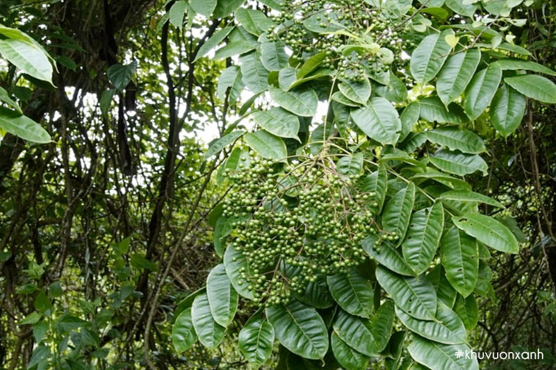 Cây Mắc khén có tên khoa học là Zanthoxylum rhetsa
