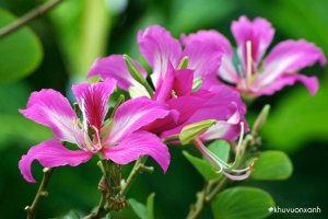 Cây hoa Móng bò (Hoàng hậu tím)