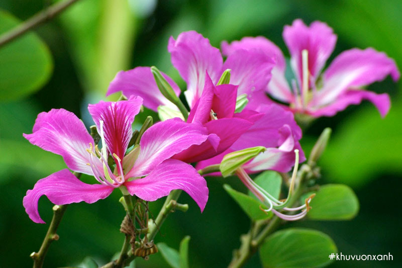 Cây móng bò tím có tên khoa học là Bauhinia variegata