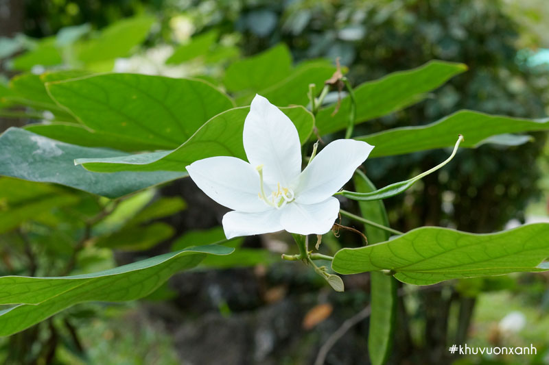 Cây móng bò trắng có tên khoa học là Bauhinia acuminata