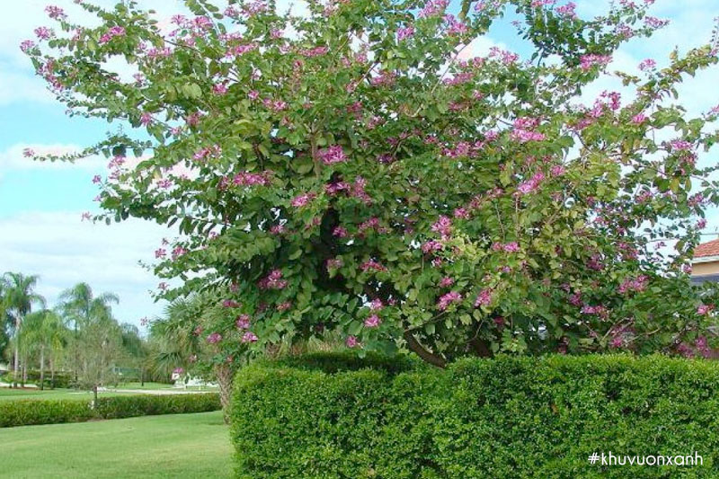 Cây móng bò trồng trang trí khuôn viên đô thị