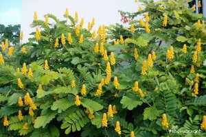 Cây Muồng trâu (Cây Lác, Muồng lác)