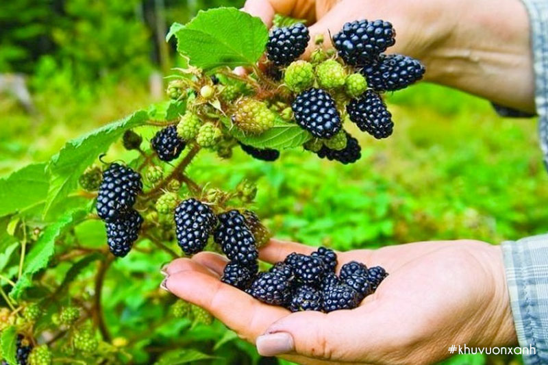 Phúc bồn tử đen