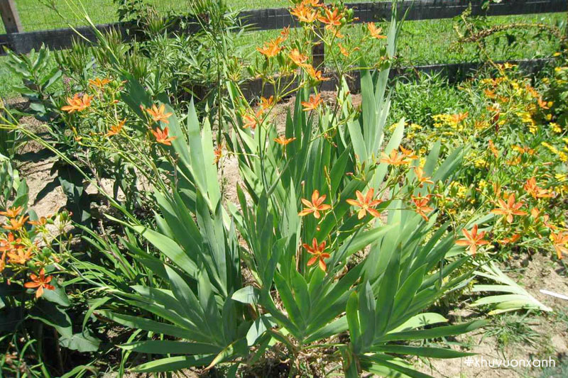 Cây rẻ quạt (xạ can) có tên tiếng Anh là Iris domestica hoặc Leopard flower