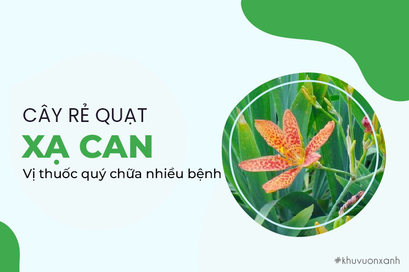 Cây Rẻ quạt (Xạ can) - Vị thuốc quý chữa bệnh hiệu quả