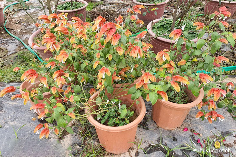 Cây rồng nhả ngọc màu cam đỏ