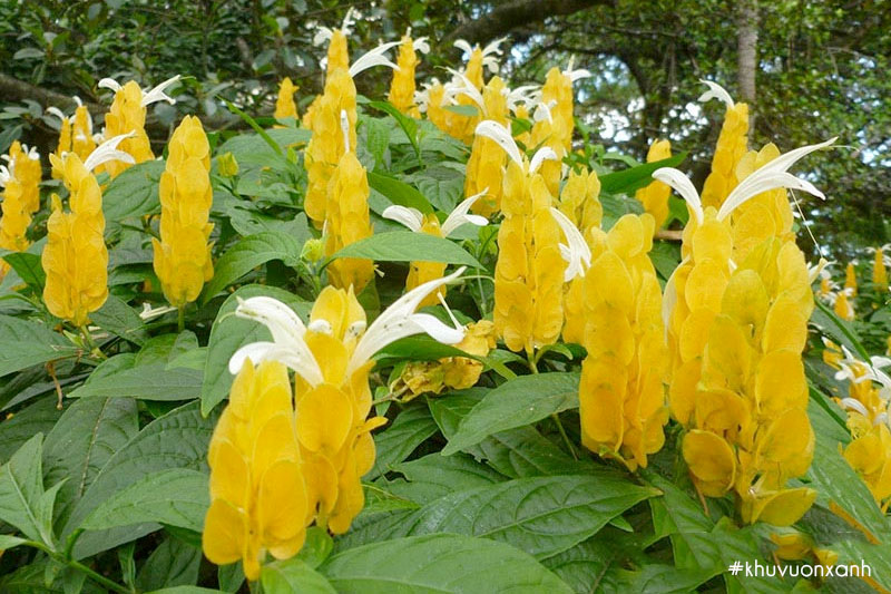 Cây Rồng vàng nhả ngọc có tên khoa học là Pachystachys lutea