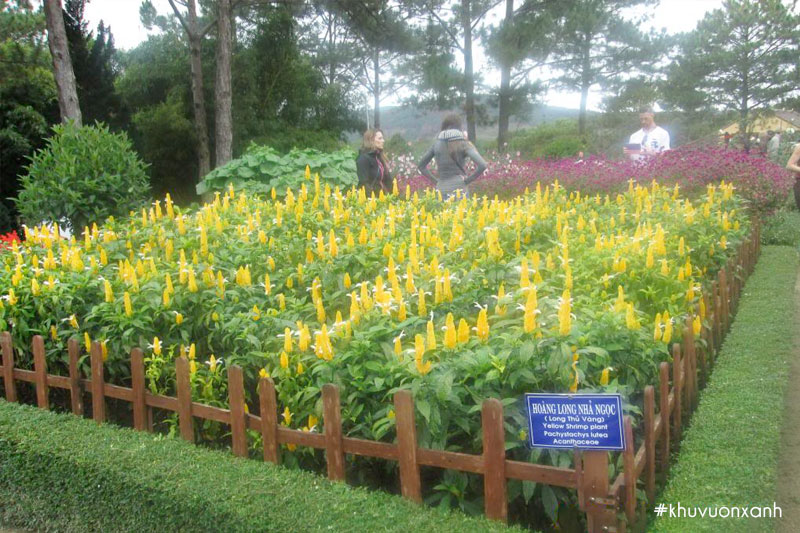 Cây Rồng vàng nhả ngọc trồng trang trí cảnh quan