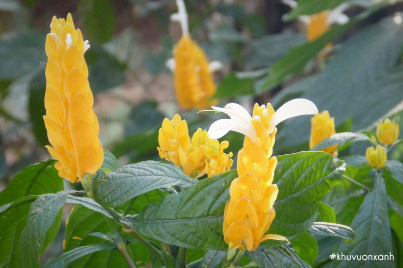 Cây Rồng vàng nhả ngọc