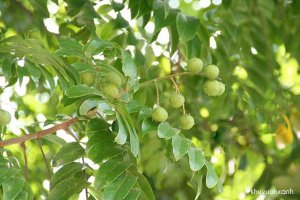 Cây Sấu (Long Cóc, Sấu trắng)