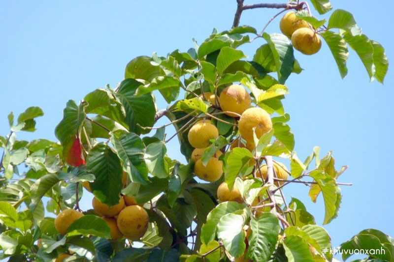 Cây Sấu đỏ còn gọi là Sấu tía hay Sấu chua