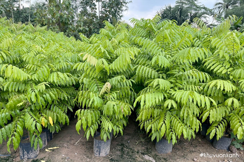 Cây sấu giống tại vườn ươm