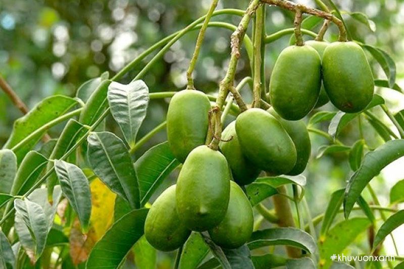 Cây sấu tây hay còn gọi là Sấu cóc (cây Cóc)