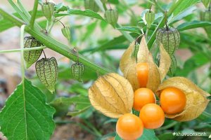 Cây Thù lù (Tầm bóp, Bùm bụp, Lồng đèn)
