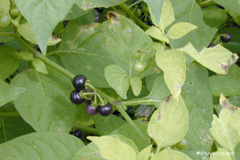 Cây thù lù đực