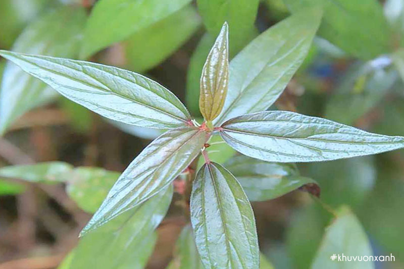 Cây thuốc Dòi (cây Bọ mắm) có tên khoa học là Pouzolzia zeylanica