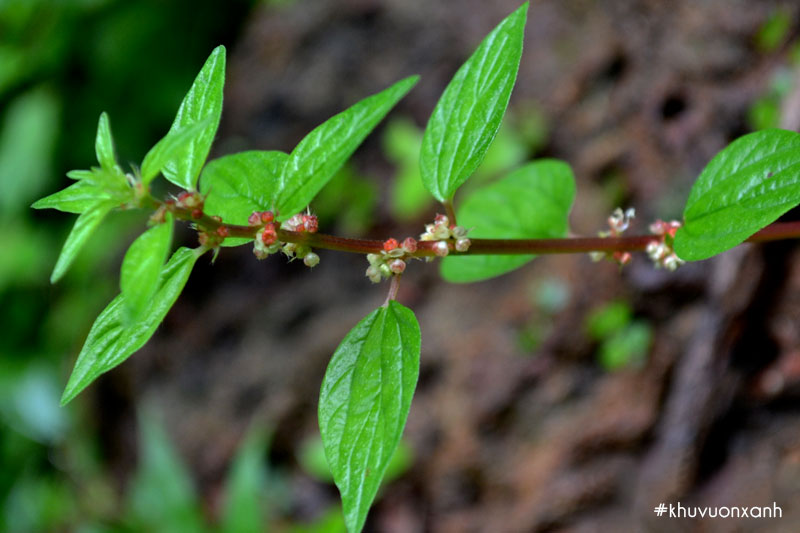 Cây thuốc Dòi (Bọ mắm) thân tím