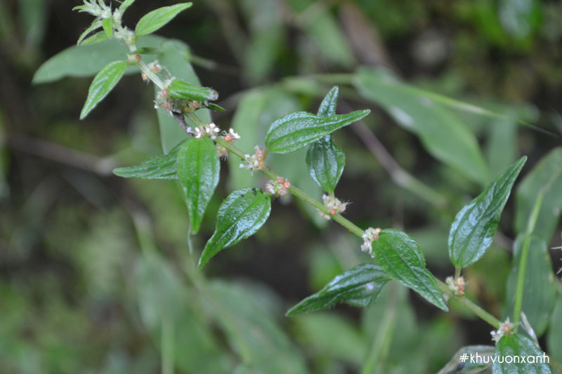 Cây thuốc Dòi (Bọ mắm) xanh