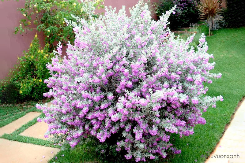 Tuyết sơn phi hồng hợp mệnh Hỏa và mệnh Thổ