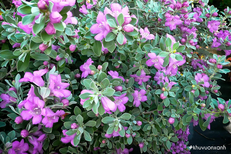 Tuyết sơn phi hồng ra hoa vào mùa thu và mùa xuân